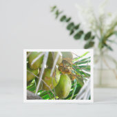 Kokosnüsse auf Palmbaum Postkarte (Stehend Vorderseite)