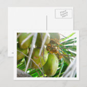 Kokosnüsse auf Palmbaum Postkarte (Vorne/Hinten)