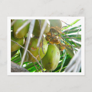 Kokosnüsse auf Palmbaum Postkarte