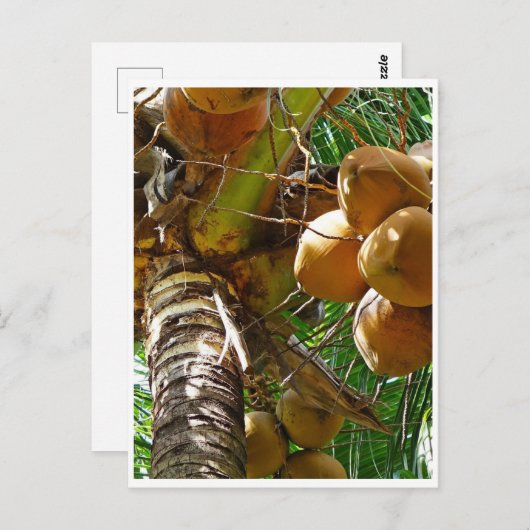 Kokosnüsse, die in Kokospalmen wachsen Postkarte (Vorne/Hinten)