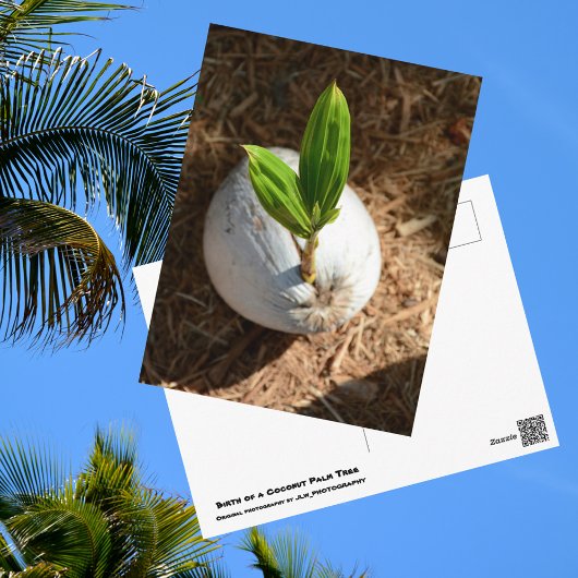 Kokospalme Postkarte