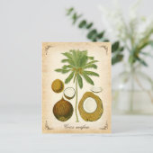 Kokospalme - Vintage Abbildung Postkarte (Stehend Vorderseite)