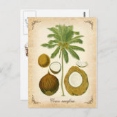 Kokospalme - Vintage Abbildung Postkarte (Vorne/Hinten)