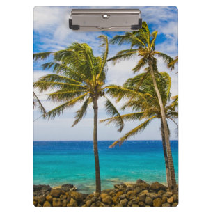 Kokospalmen (Cocos nucifera) Klemmbrett