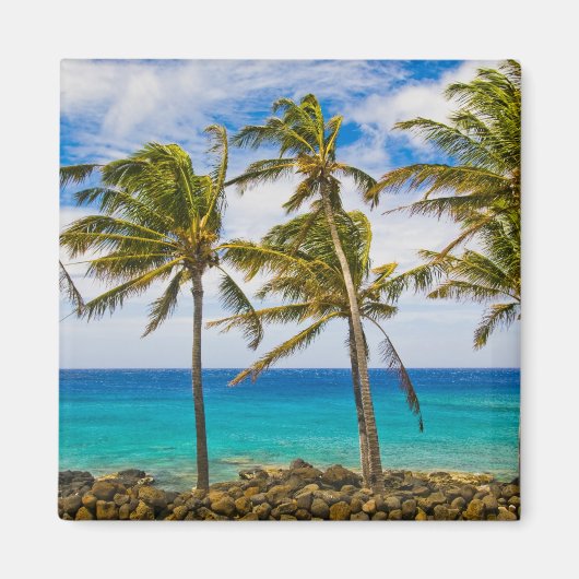 Kokospalmen (Cocos nucifera) Magnet (Vorne)