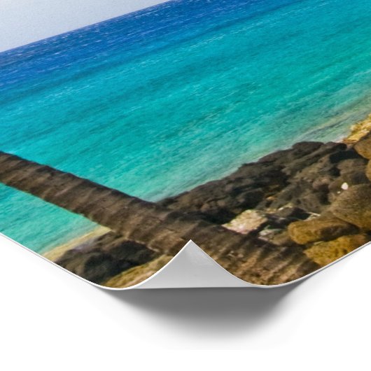 Kokospalmen (Cocos nucifera) Poster (Ecke)