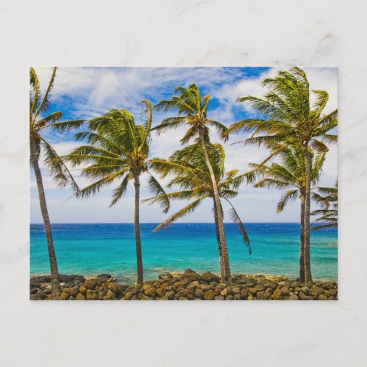 Kokospalmen (Cocos nucifera) Postkarte (Vorderseite)