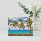 Kokospalmen (Cocos nucifera) Postkarte (Stehend Vorderseite)