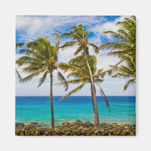 Kokospalmen (Cocos nucifera) schwanken in Magnet