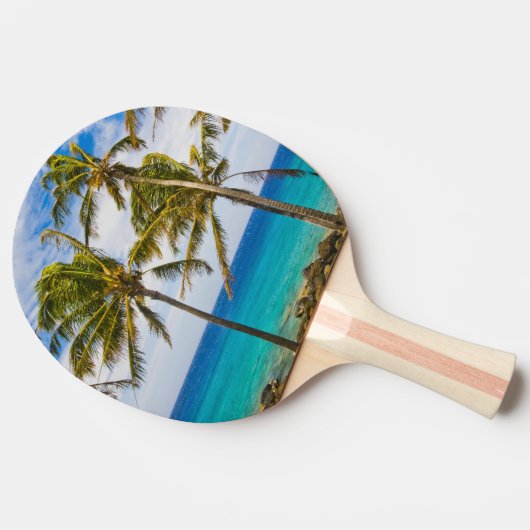 Kokospalmen (Cocos nucifera) Tischtennis Schläger (Seitenansicht)