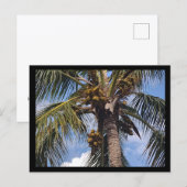 KOKOSPALMEN-POSTKARTE POSTKARTE (Vorne/Hinten)