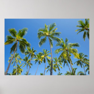 Kokospalmen, Pu'uhonua o Honaunau 2 Poster