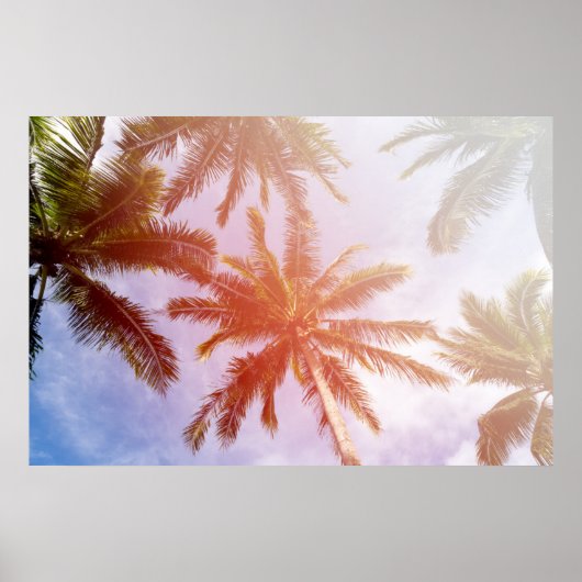 Kokospalmenbaum mit Sonnenlicht Poster (Vorne)
