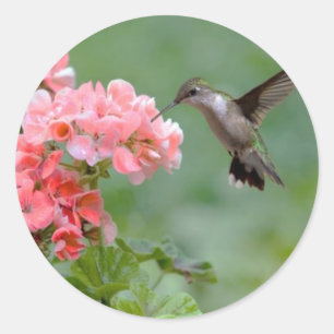 Kolibri 2.jpg runder aufkleber