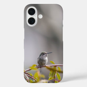 Kolibri 3346 iPhone 16 hülle