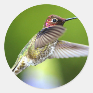 Kolibri (5) runder aufkleber