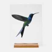 Kolibri Acrylschild (Vorderseite)