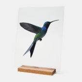 Kolibri Acrylschild (Winkel)
