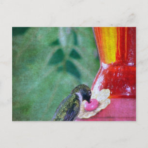 Kolibri am Futterplatz Postkarte
