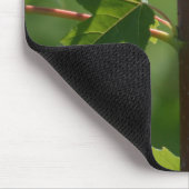 Kolibri auf Ast (Foto von mir) Mousepad (Ecke)