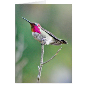 Kolibri auf einer Niederlassung