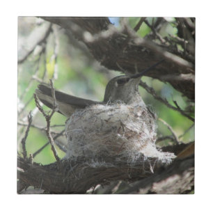 Kolibri auf Nest Fliese