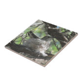 Kolibri auf Nest Fliese (Seite)