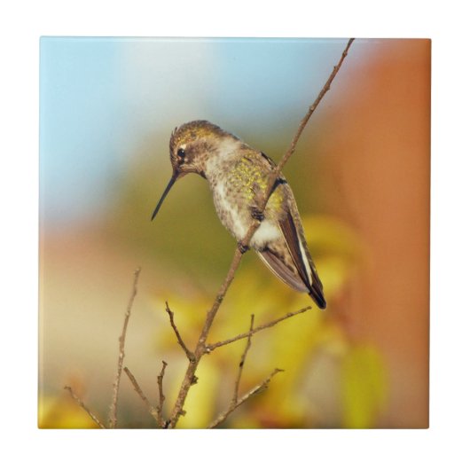 Kolibri auf Niederlassung Fliese (Vorderseite)