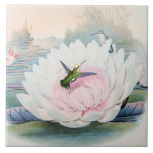 Kolibri Chlorostilbon Portmanni von Gould Fliese