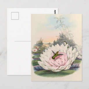 Kolibri Chlorostilbon Portmanni von Gould Postkarte
