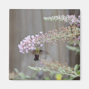 Kolibri Clearwing Motten-leere Karte Magnet