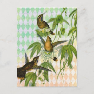 Kolibri Digital Art Postkarte
