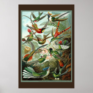 Kolibri-Druck Poster