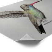 Kolibri - Druck Poster (Ecke)
