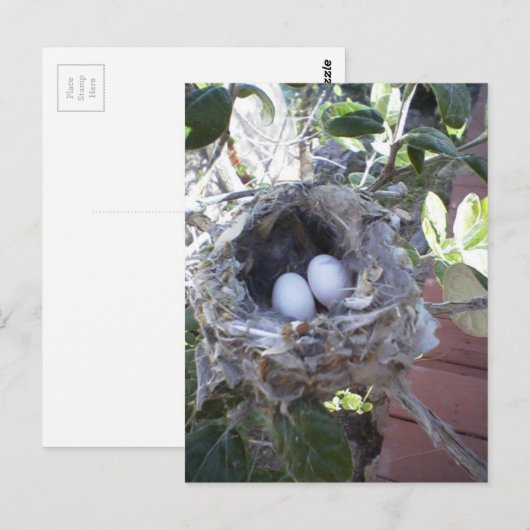 Kolibri-Eier Postkarte (Vorne/Hinten)