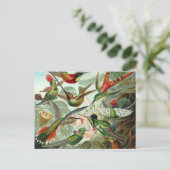 Kolibri - Ernst Haeckel Postkarte (Stehend Vorderseite)