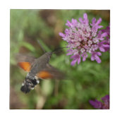 Kolibri Falkemotte (Macroglossum stellatarum) Fliese (Vorderseite)