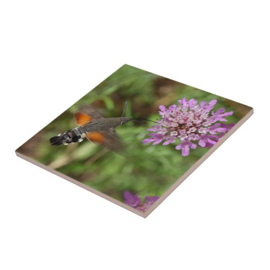 Kolibri Falkemotte (Macroglossum stellatarum) Fliese (Seite)