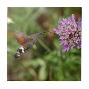 Kolibri Falkemotte (Macroglossum stellatarum) Fliese