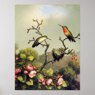 Kolibri-Familien-und Apple-Blüten-Plakat Poster
