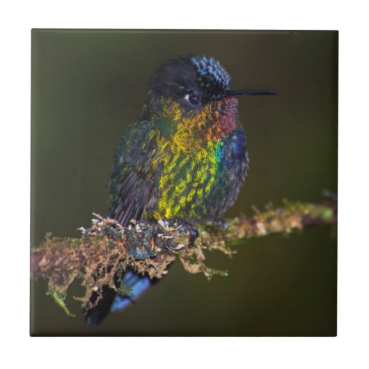 Kolibri Fliese (Vorderseite)