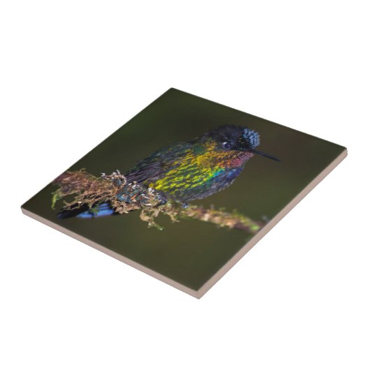 Kolibri Fliese (Seite)