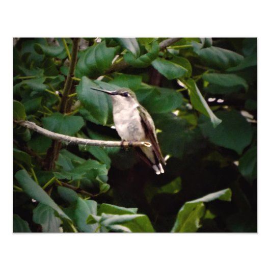 Kolibri Fotodruck (Vorne)