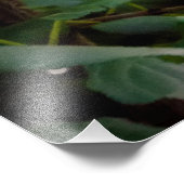 Kolibri Fotodruck (Ecke)