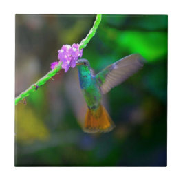 Kolibri-Garten Fliese