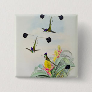 Kolibri, graviert durch Walter und Cohn Button