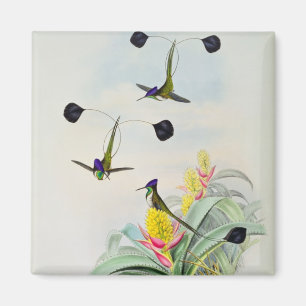 Kolibri, graviert durch Walter und Cohn Magnet