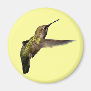 Kolibri im Flug ringsum Magneten Magnet