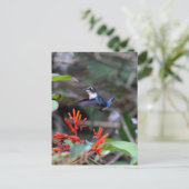 Kolibri im Flug und rote Blumen Postkarte (Stehend Vorderseite)