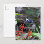 Kolibri im Flug und rote Blumen Postkarte (Vorne/Hinten)